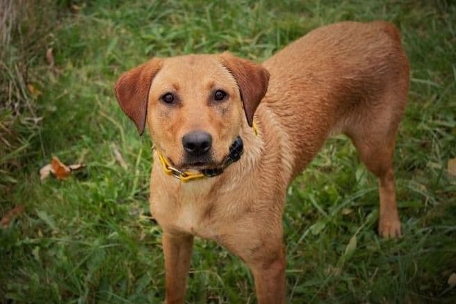 Yellow and Black Lab Puppies Pointing Genetics Ready Aug 7th breeder image 2