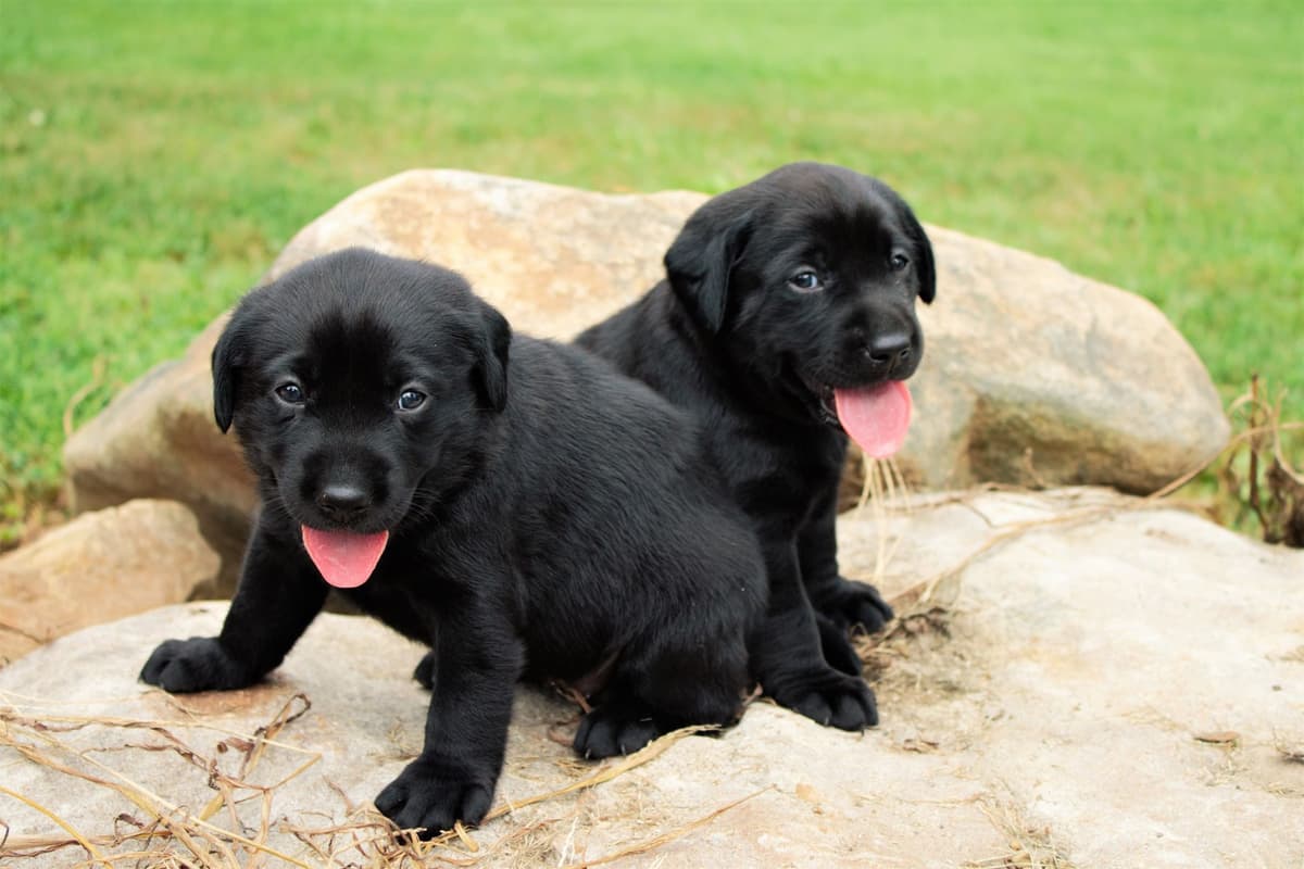 Yellow and Black Lab Puppies Pointing Genetics Ready Aug 7th breeder image 3