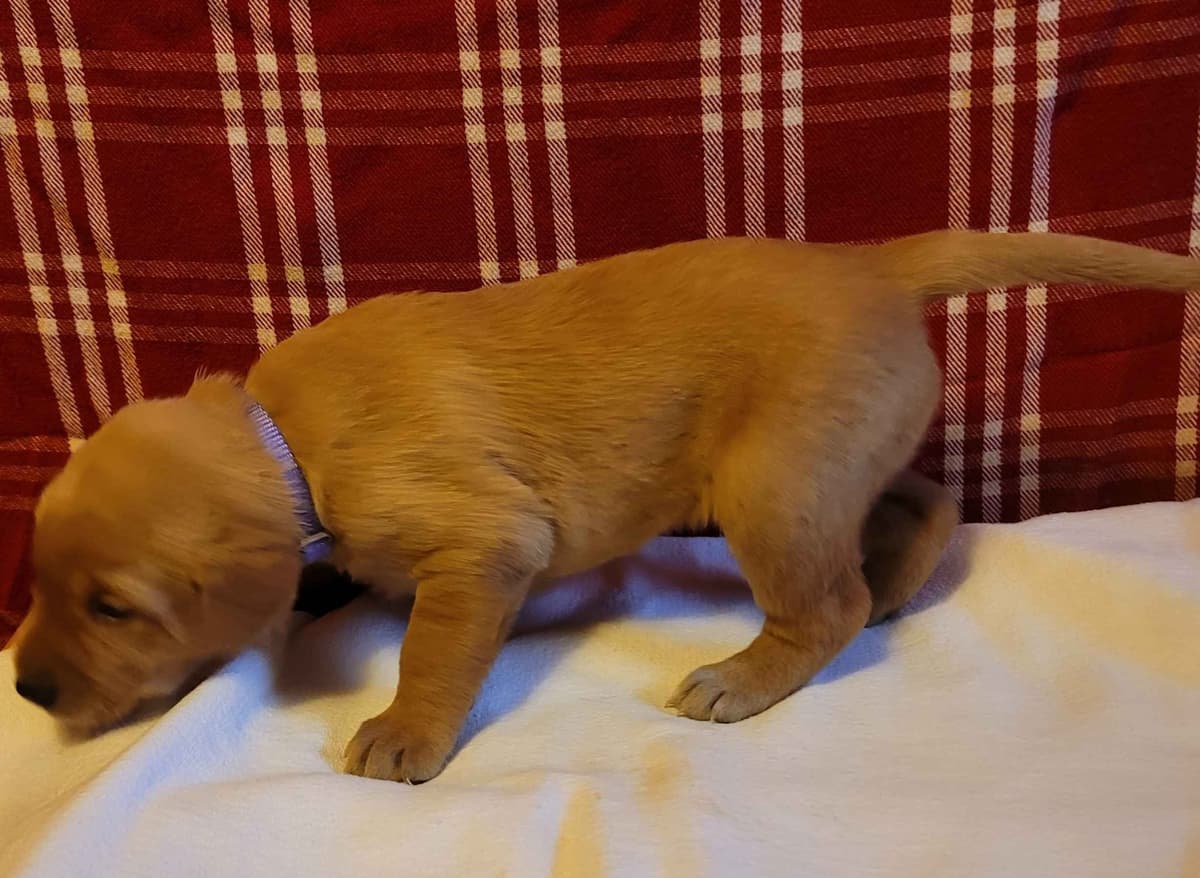 Yellow and Black Lab Puppies Pointing Genetics Ready Aug 7th breeder image 5