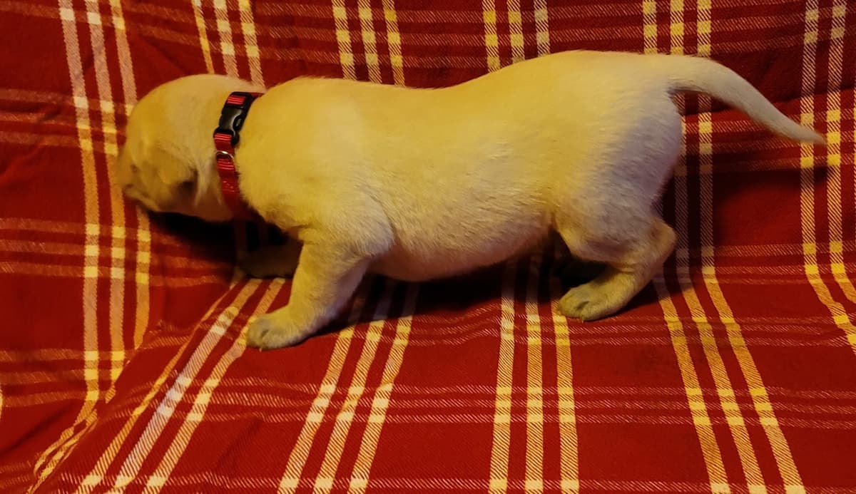 Yellow and Black Lab Puppies Pointing Genetics Ready Aug 7th breeder image 4
