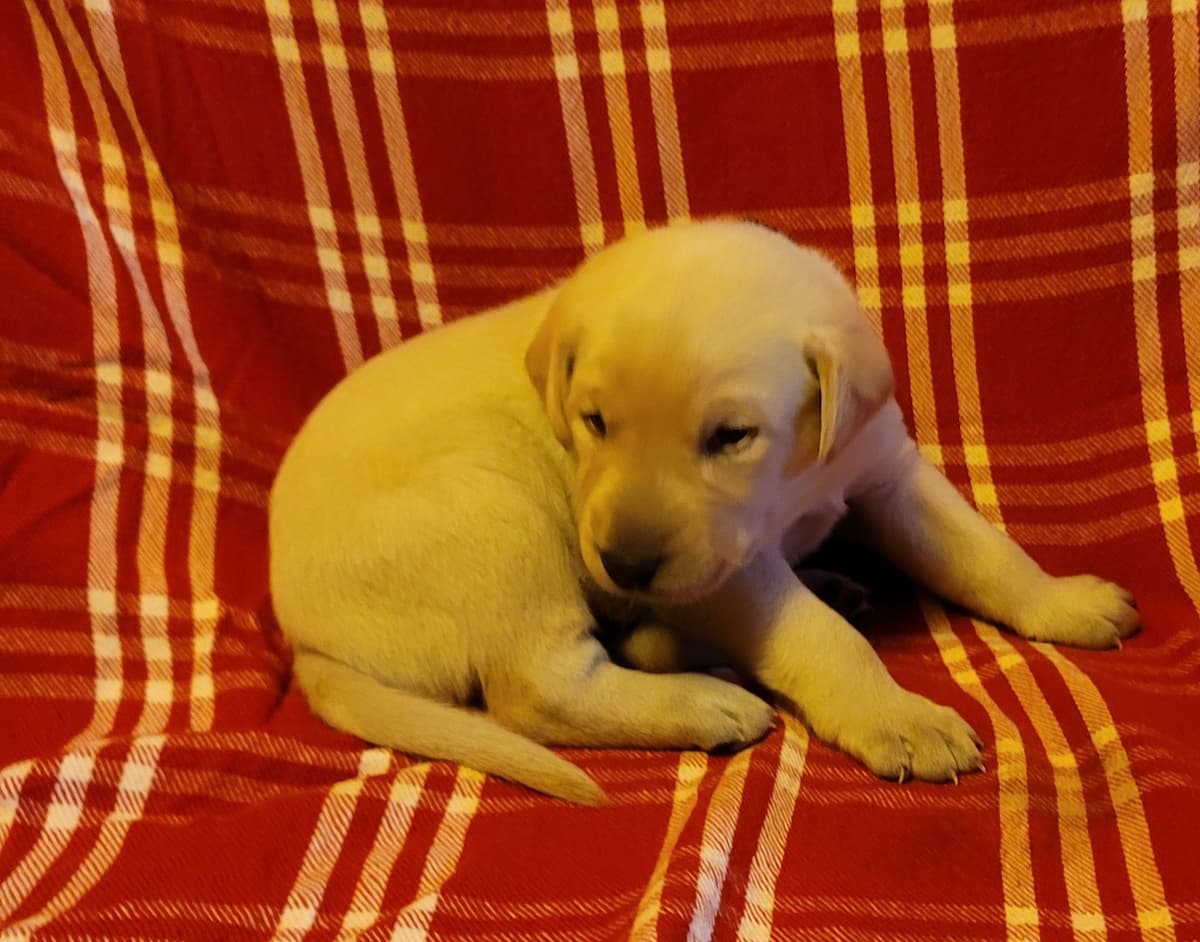 Yellow and Black Lab Puppies Pointing Genetics Ready Aug 7th breeder image 6