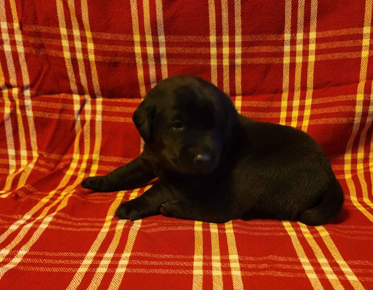 Yellow and Black Lab Puppies Pointing Genetics Ready Aug 7th breeder image 7