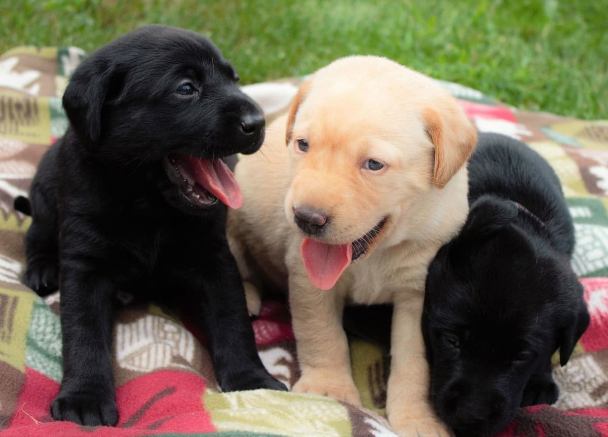 Yellow and Black Lab Puppies Pointing Genetics Ready Aug 7th breeder image 8