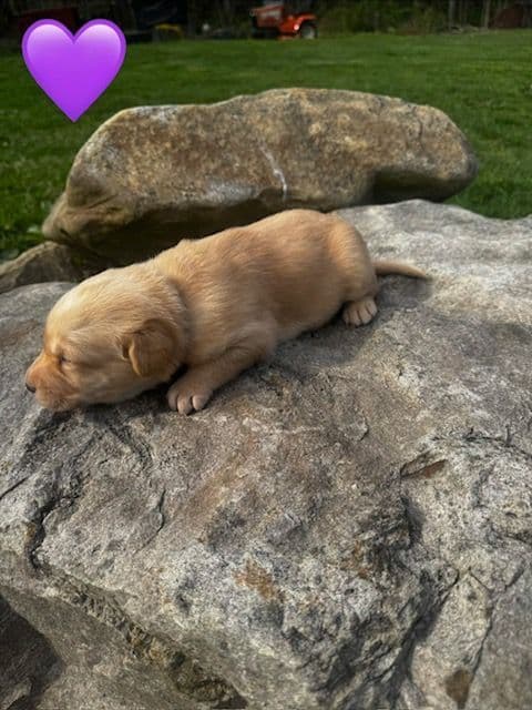 Lab Puppies Pointing Genetics media 3