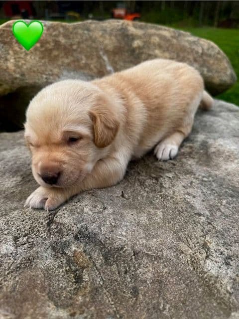 Lab Puppies Pointing Genetics media 4