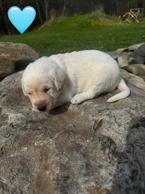 Lab Puppies Pointing Genetics media 6