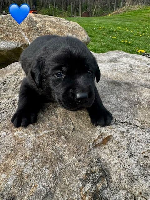 Lab Puppies Pointing Genetics media 8