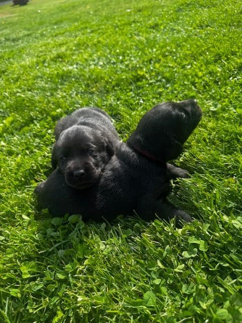 Lab Puppies Pointing Genetics media 9