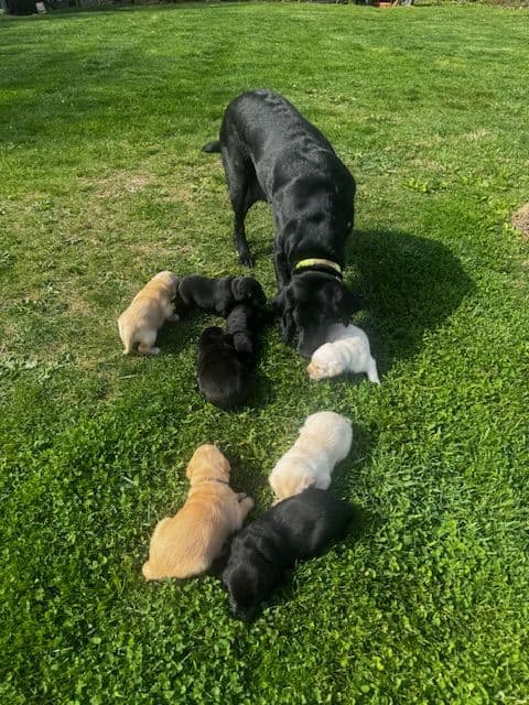 Lab Puppies Pointing Genetics media 10