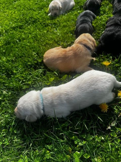 Lab Puppies Pointing Genetics media 12