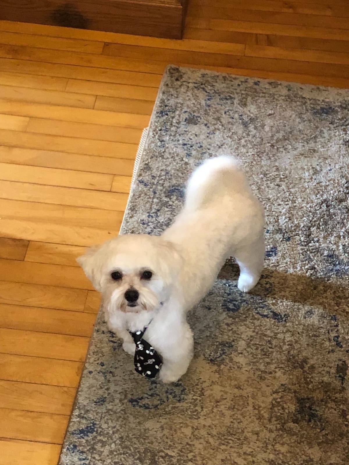 Maltese Puppies breeder image 9