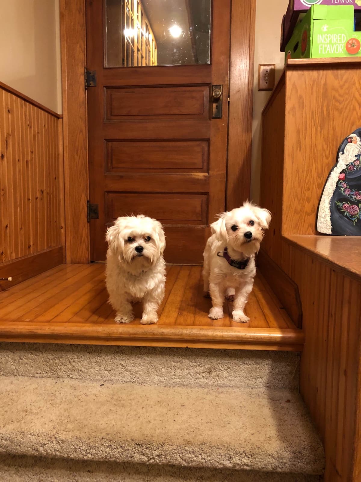 Maltese Puppies breeder image 10