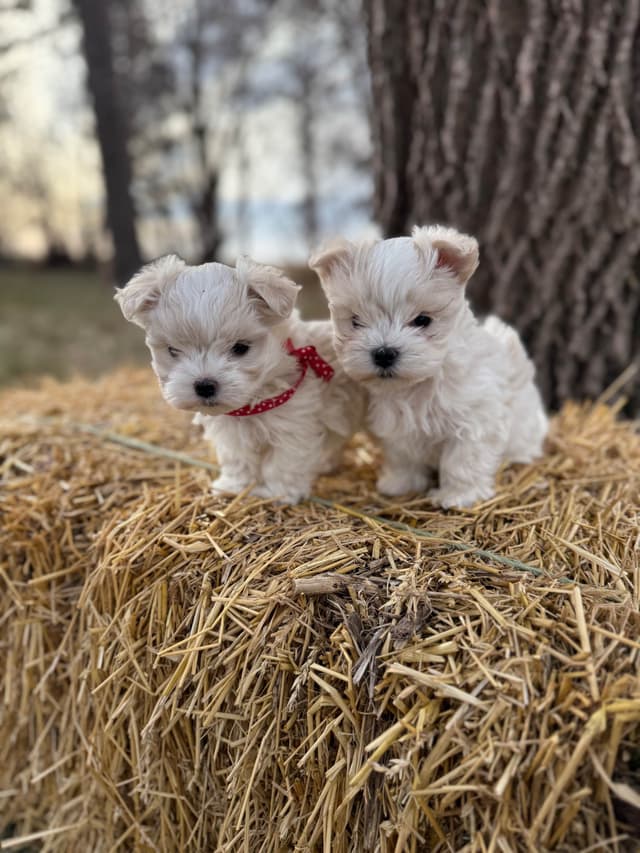 Maltese Puppies media 2