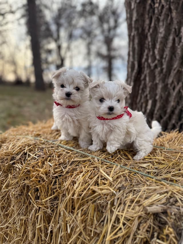 Maltese Puppies media 3