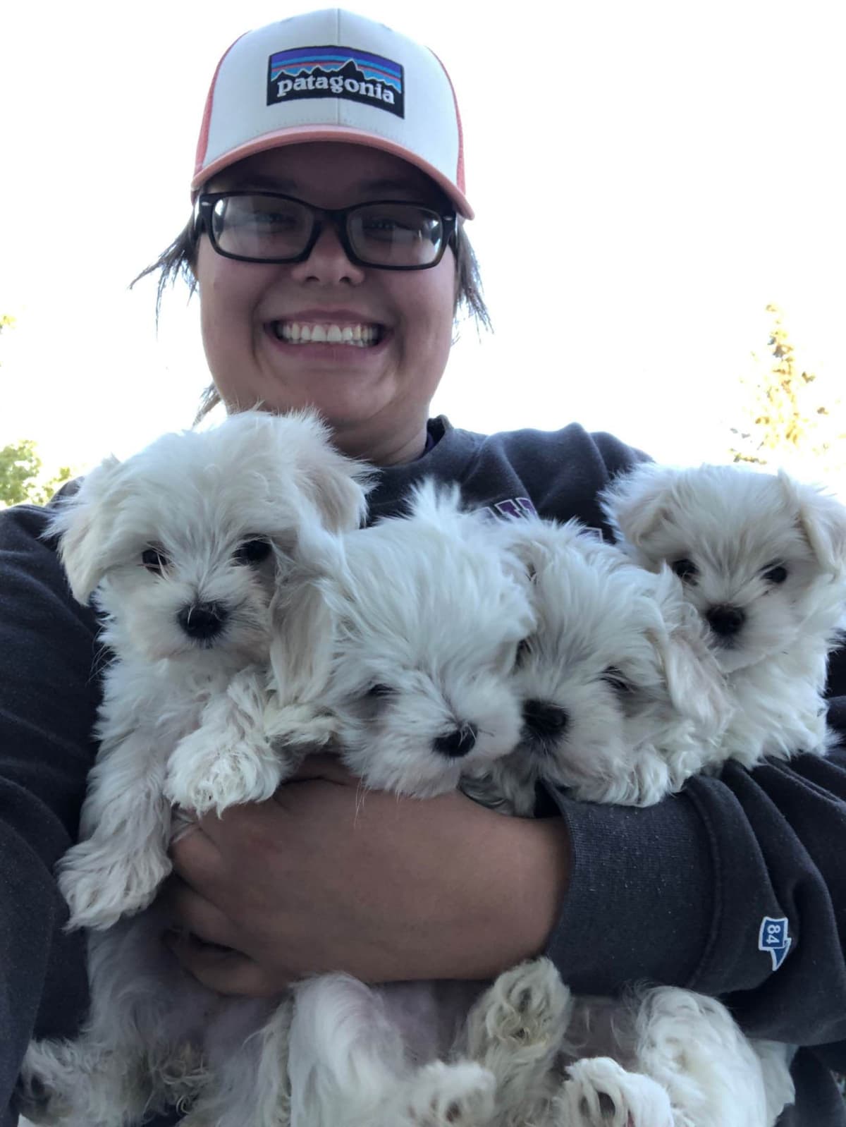 Maltese Puppies breeder image 1