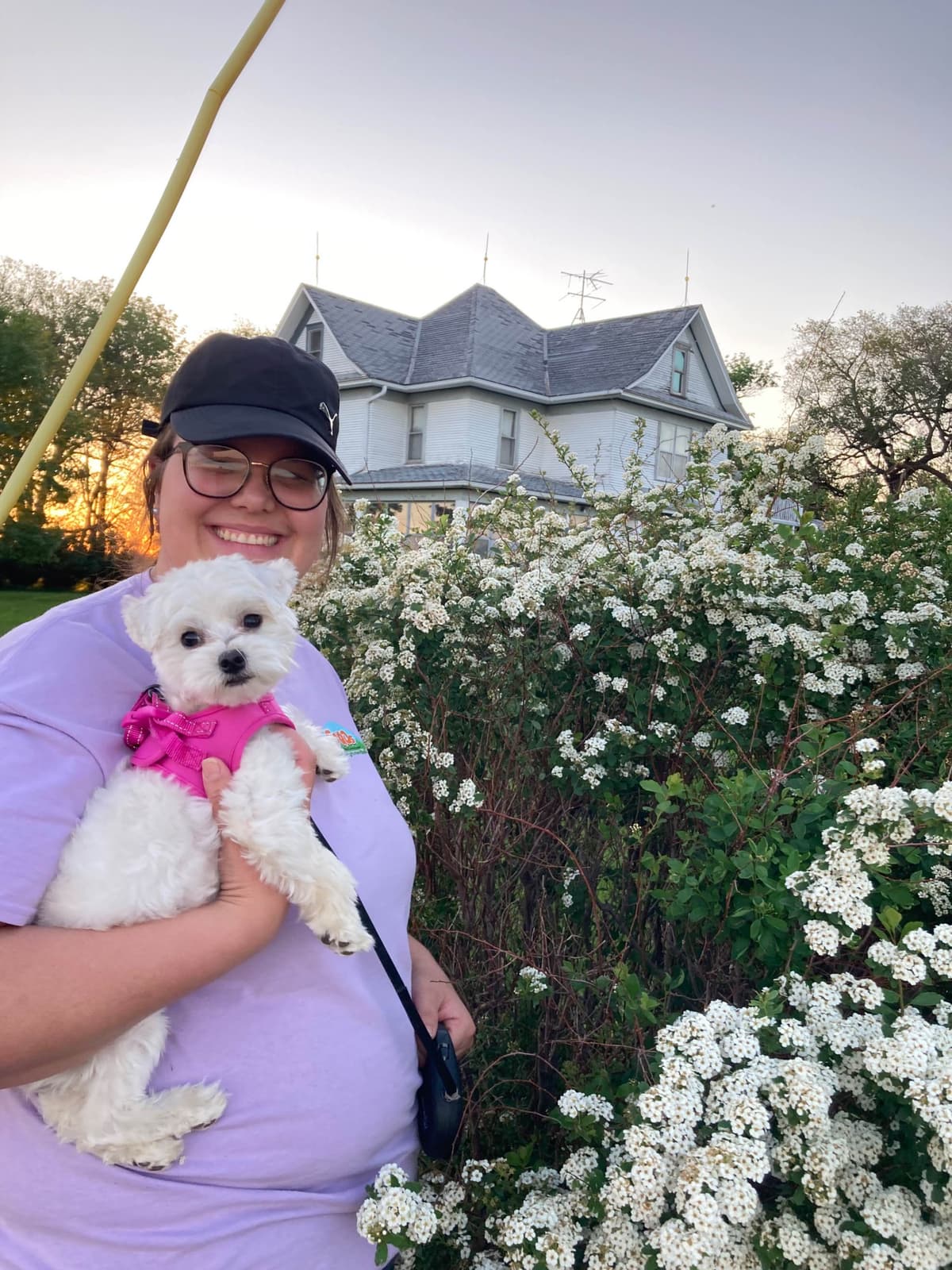 Maltese Puppies breeder image 15
