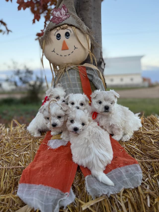 Maltese Puppies media 4