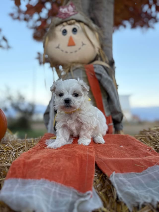 Maltese Puppies media 7