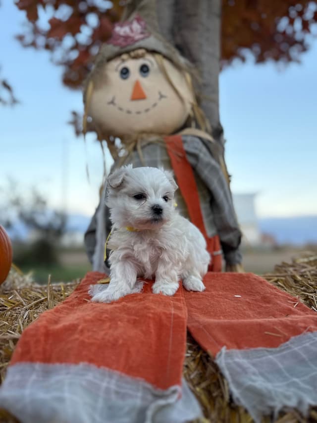 Maltese Puppies media 8