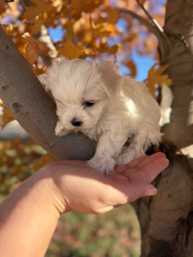 Maltese Puppies media 9
