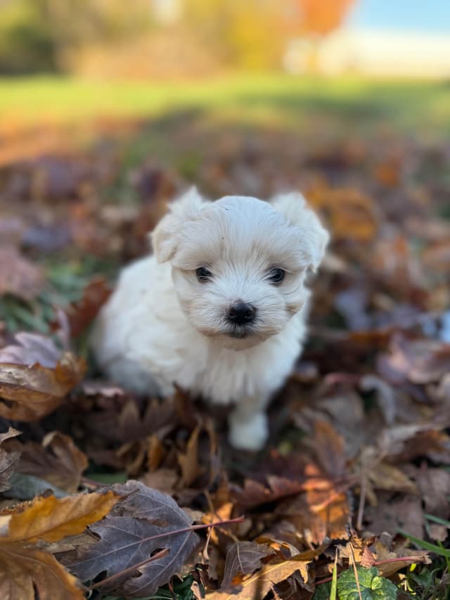 Maltese Puppies media 10