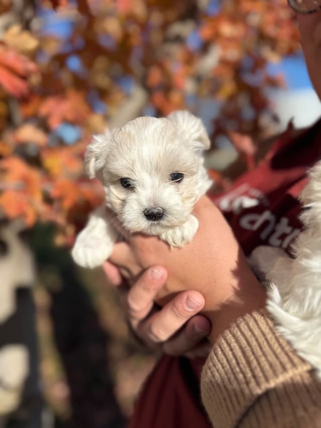 Maltese Puppies media 11