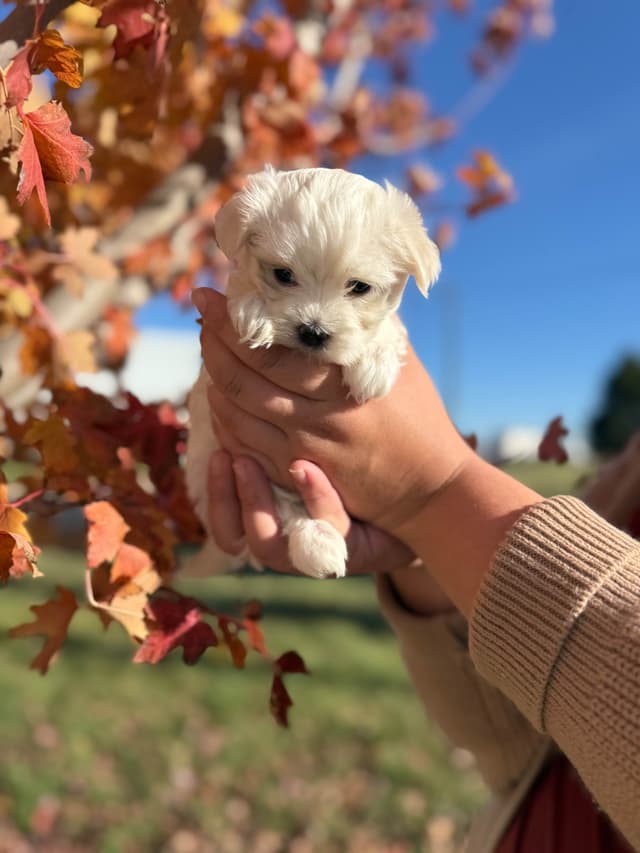 Maltese Puppies media 12
