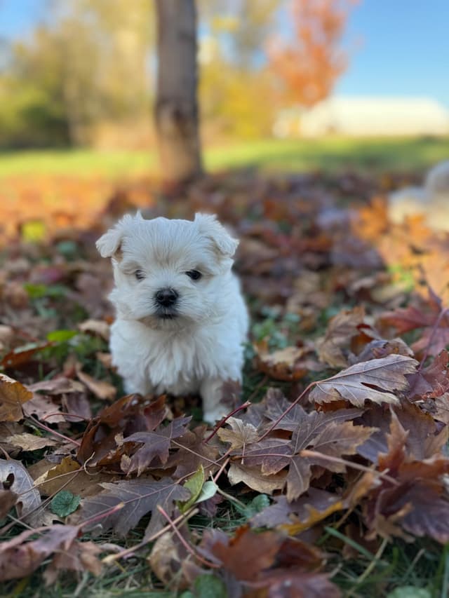 Maltese Puppies media 13