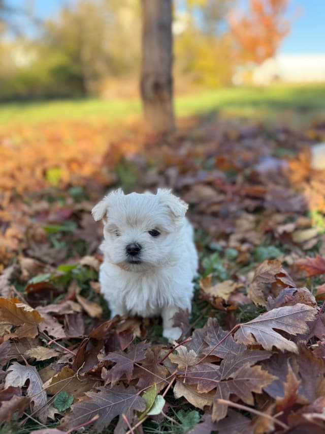 Maltese Puppies media 14