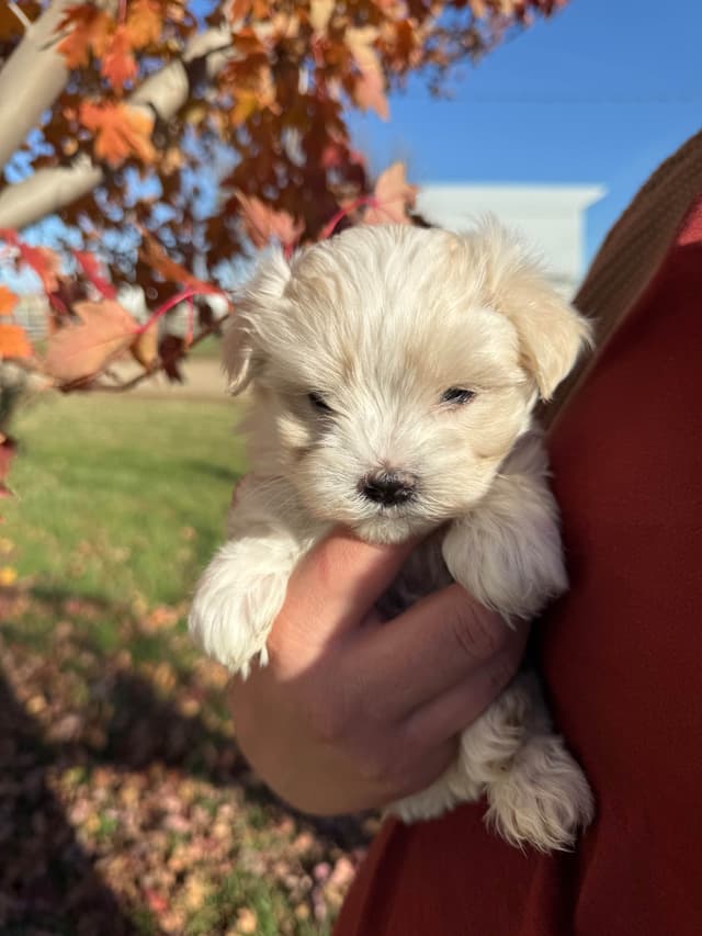 Maltese Puppies media 15