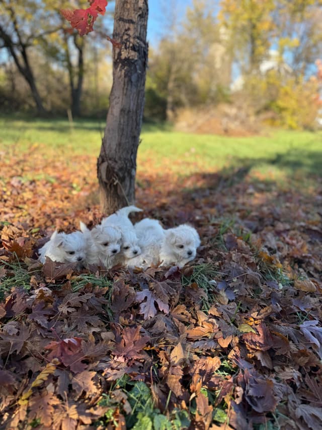Maltese Puppies media 16