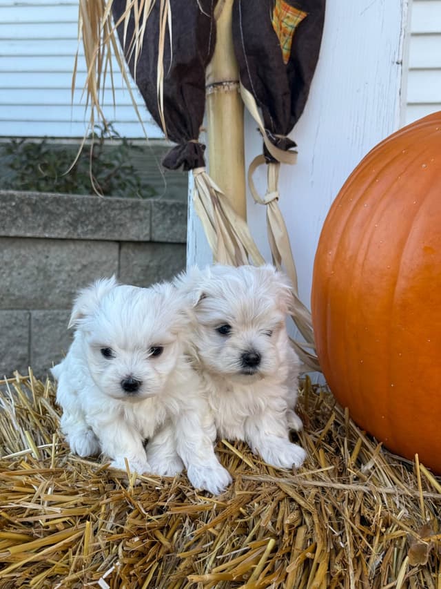Maltese Puppies media 17