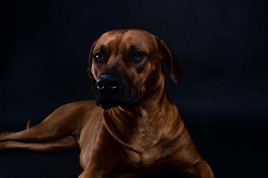 Rhodesian Ridgeback Puppies breeder image 1