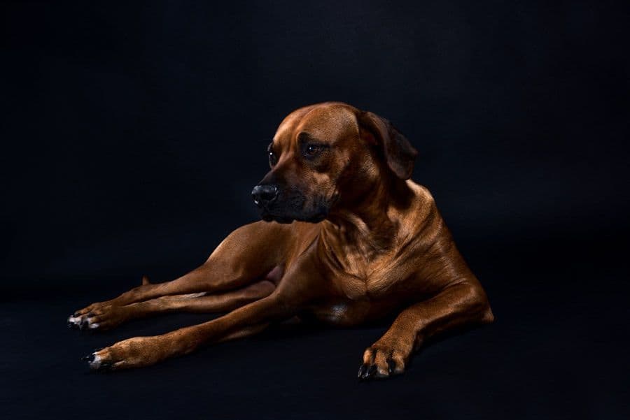 Rhodesian Ridgeback Puppies breeder image 3