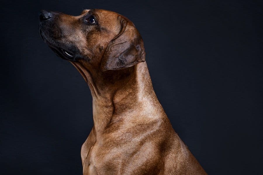 Rhodesian Ridgeback Puppies breeder image 5