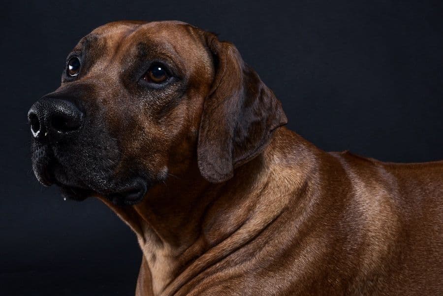 Rhodesian Ridgeback Puppies breeder image 4