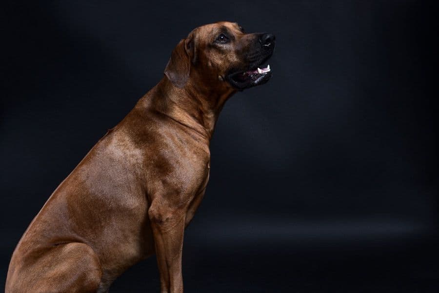 Rhodesian Ridgeback Puppies breeder image 6