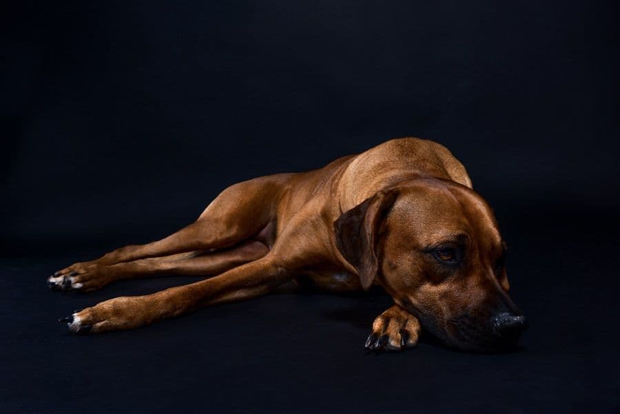 Rhodesian Ridgeback Puppies breeder image 7