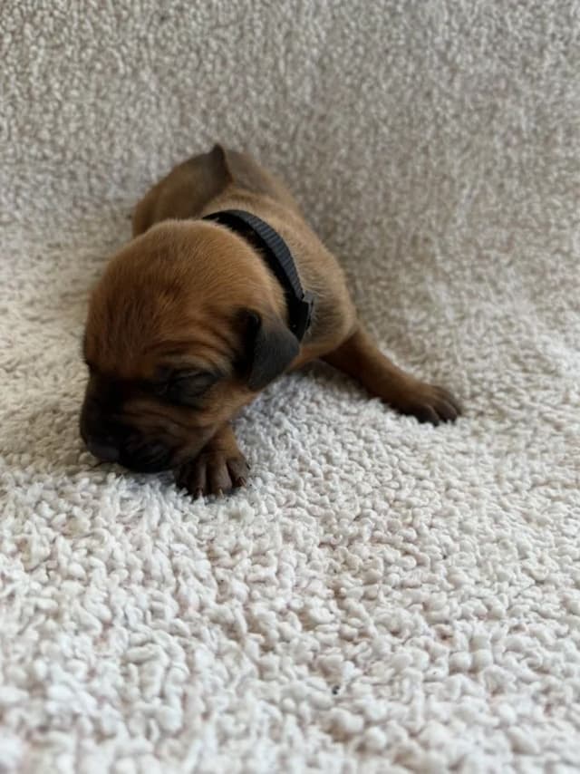 Rhodesian Ridgeback Puppies media 2