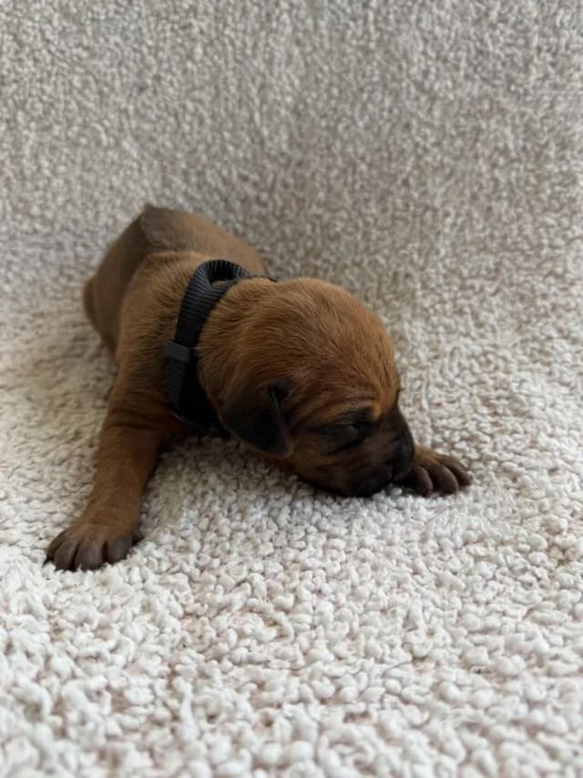 Rhodesian Ridgeback Puppies media 3
