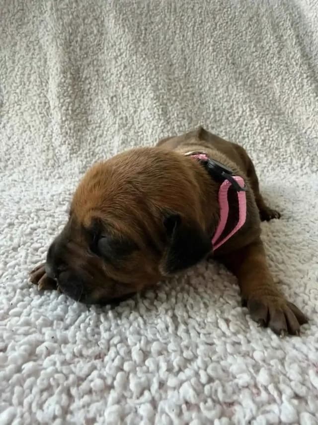Rhodesian Ridgeback Puppies media 4