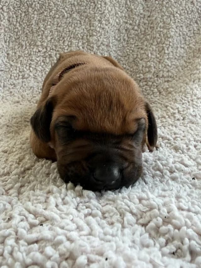 Rhodesian Ridgeback Puppies media 5