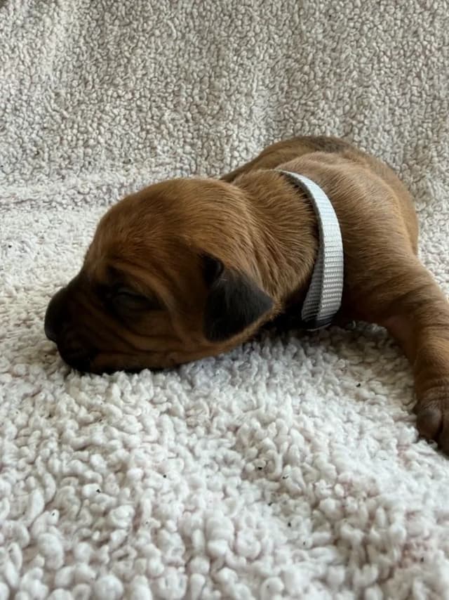 Rhodesian Ridgeback Puppies media 6
