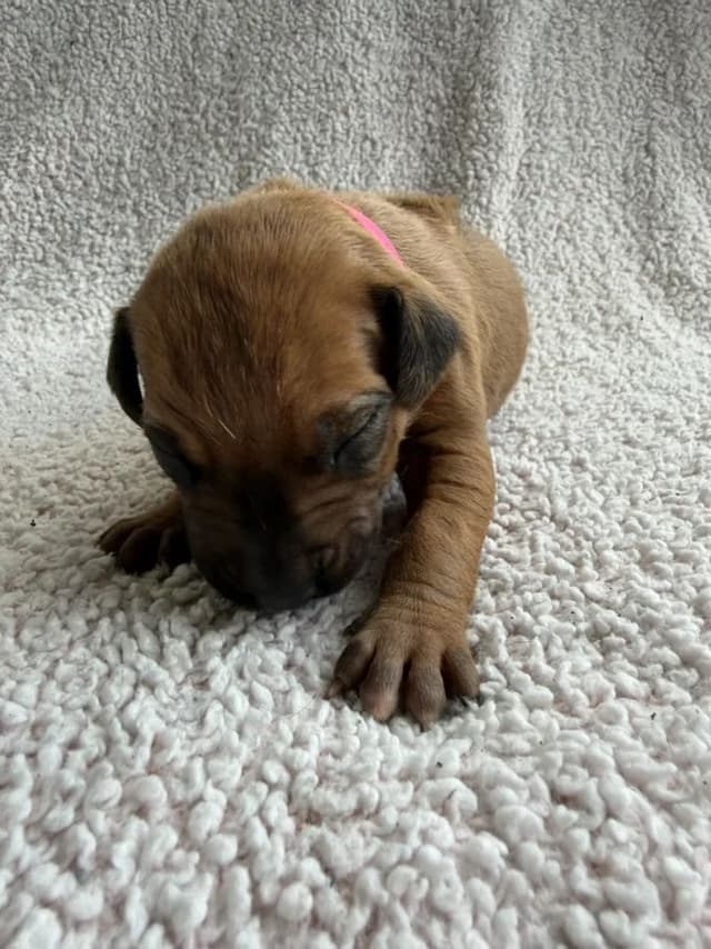Rhodesian Ridgeback Puppies media 7
