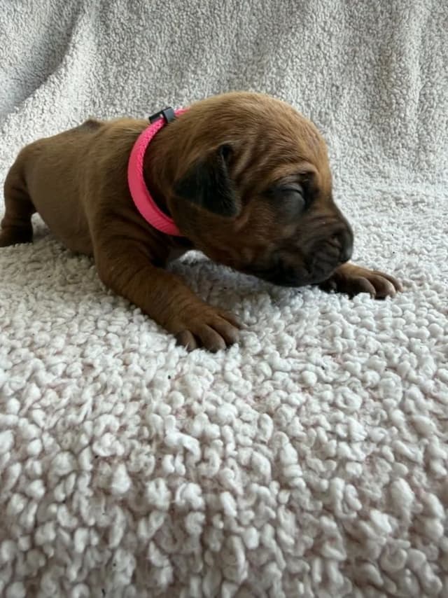 Rhodesian Ridgeback Puppies media 8