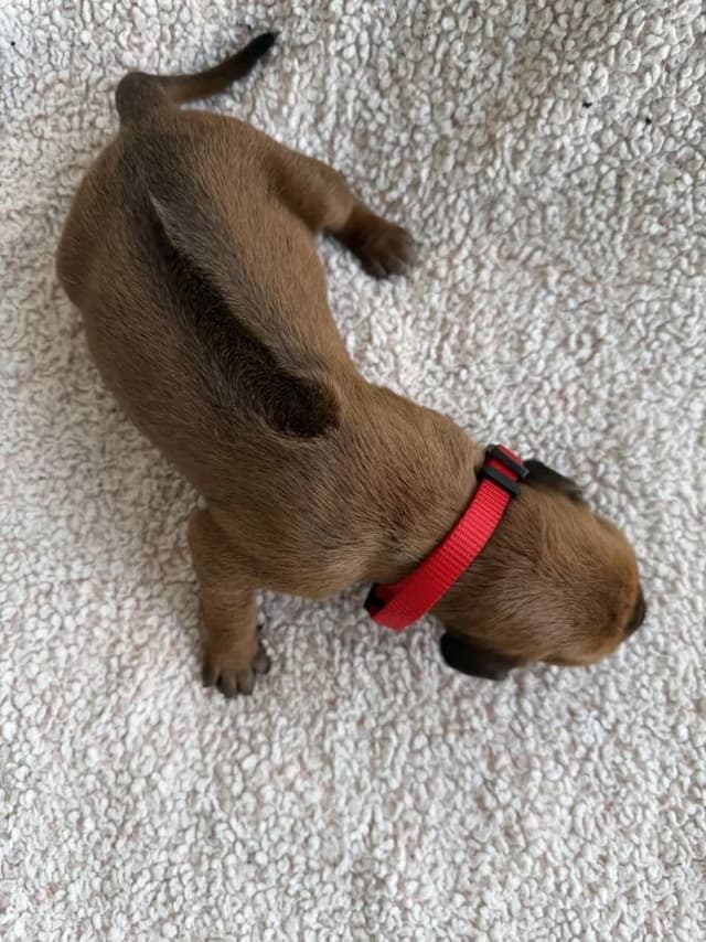 Rhodesian Ridgeback Puppies media 10