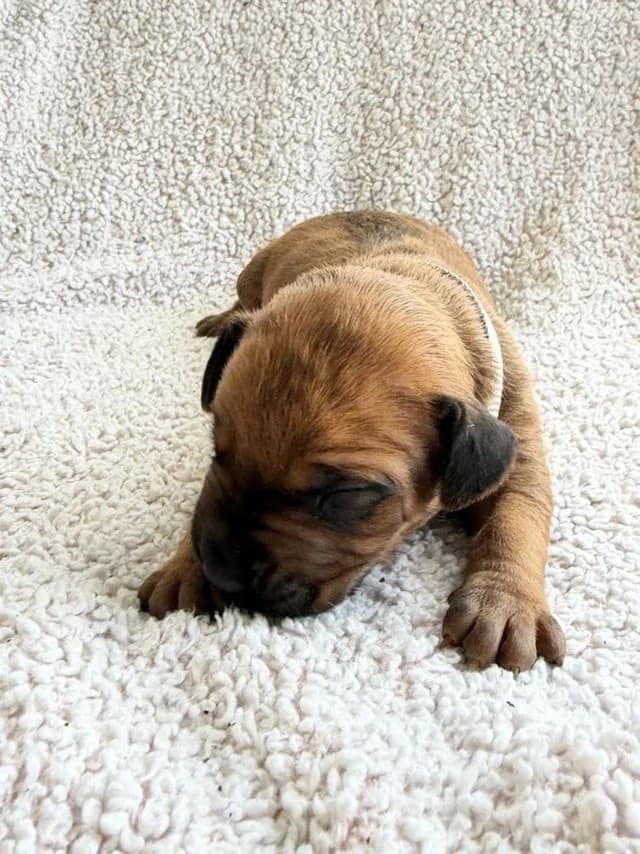 Rhodesian Ridgeback Puppies media 13