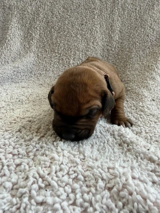 Rhodesian Ridgeback Puppies media 14