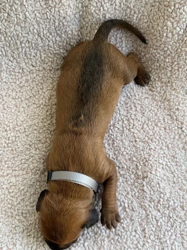 Rhodesian Ridgeback Puppies media 15