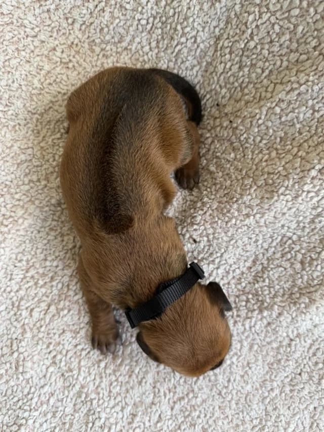 Rhodesian Ridgeback Puppies media 16